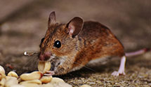 24 Hour & Emergency Exterminators in Tatamy Boro, PA